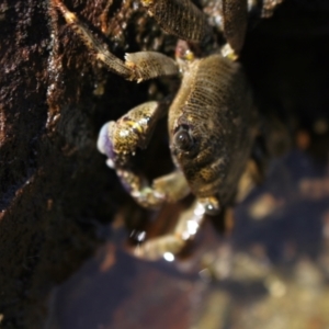 Leptograpsus variegatus at Meroo National Park - 9 Dec 2023