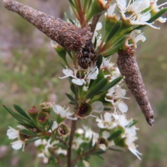 Lepidoscia (genus) IMMATURE at QPRC LGA - 9 Dec 2023