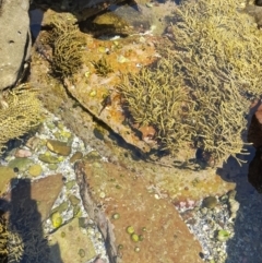 Unidentified Fish at Meroo National Park - 8 Dec 2023 by VanceLawrence