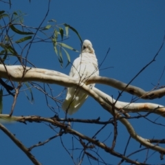 Cacatua sanguinea (Little Corella) at Cranbrook, QLD - 9 Dec 2023 by TerryS