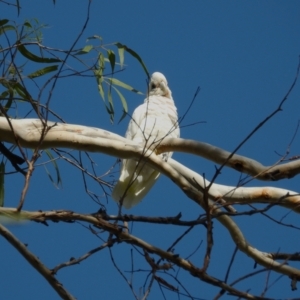 Cacatua sanguinea at Cranbrook, QLD - 10 Dec 2023 07:27 AM