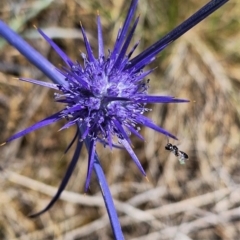 Apiformes (informal group) (Unidentified bee) at Harrison, ACT - 27 Nov 2023 by JenniM