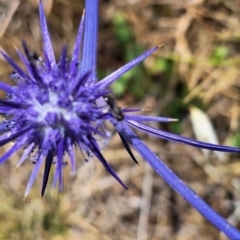 Apiformes (informal group) at Franklin Grassland (FRA_5) - 27 Nov 2023