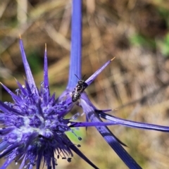 Apiformes (informal group) at Franklin Grassland (FRA_5) - 27 Nov 2023 11:33 AM