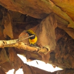 Cinnyris frenatus (Sahul Sunbird) at Cranbrook, QLD - 10 Dec 2023 by TerryS