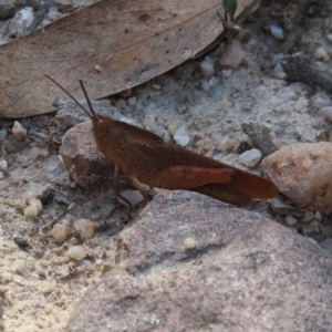 Goniaea australasiae at QPRC LGA - 9 Dec 2023 03:43 PM