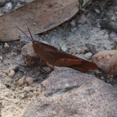 Goniaea australasiae (Gumleaf grasshopper) at QPRC LGA - 9 Dec 2023 by MatthewFrawley