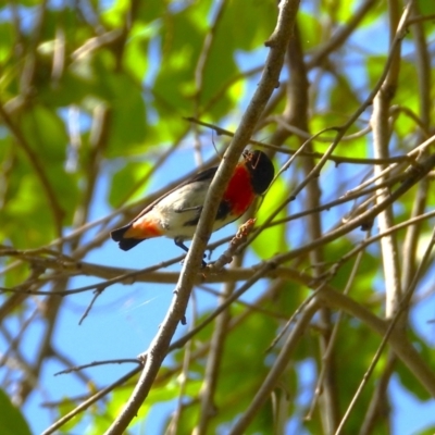 Dicaeum hirundinaceum (Mistletoebird) at Cranbrook, QLD - 10 Dec 2023 by TerryS