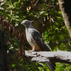 Aviceda subcristata (Pacific Baza) at Cranbrook, QLD - 9 Dec 2023 by TerryS