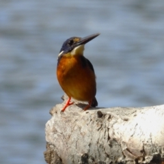 Ceyx azureus (Azure Kingfisher) at Cranbrook, QLD - 10 Dec 2023 by TerryS