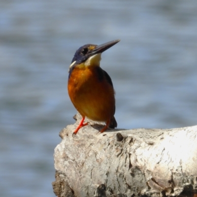 Ceyx azureus (Azure Kingfisher) at Cranbrook, QLD - 10 Dec 2023 by TerryS