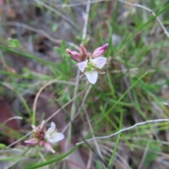 Laxmannia gracilis (Slender Wire Lily) at QPRC LGA - 9 Dec 2023 by MatthewFrawley