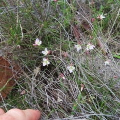 Laxmannia gracilis at QPRC LGA - 9 Dec 2023