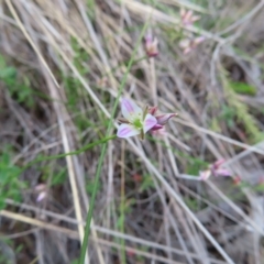 Laxmannia gracilis at QPRC LGA - 9 Dec 2023