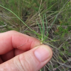 Laxmannia gracilis at QPRC LGA - 9 Dec 2023