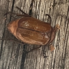 Melolonthinae sp. (subfamily) (Cockchafer) at Macgregor, ACT - 10 Dec 2023 by Ange