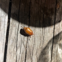 Melolonthinae sp. (subfamily) at Macgregor, ACT - 10 Dec 2023