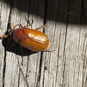 Melolonthinae sp. (subfamily) at Macgregor, ACT - 10 Dec 2023