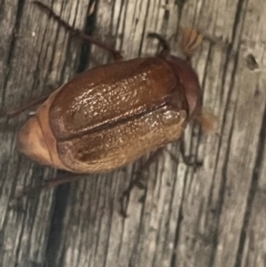 Melolonthinae sp. (subfamily) at Macgregor, ACT - 10 Dec 2023