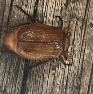 Melolonthinae sp. (subfamily) at Macgregor, ACT - 10 Dec 2023