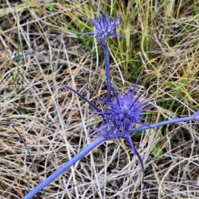 Apiformes (informal group) (Unidentified bee) at Harrison, ACT - 27 Nov 2023 by JenniM