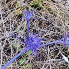 Apiformes (informal group) at Franklin Grassland (FRA_5) - 27 Nov 2023