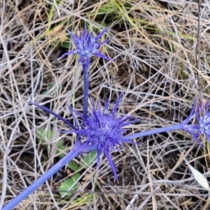 Apiformes (informal group) at Franklin Grassland (FRA_5) - 27 Nov 2023