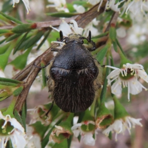 Bisallardiana gymnopleura at QPRC LGA - 9 Dec 2023