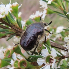 Bisallardiana gymnopleura at QPRC LGA - 9 Dec 2023