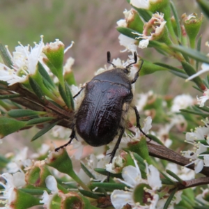 Bisallardiana gymnopleura at QPRC LGA - 9 Dec 2023