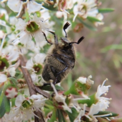 Bisallardiana gymnopleura at QPRC LGA - 9 Dec 2023