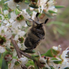 Bisallardiana gymnopleura at QPRC LGA - 9 Dec 2023