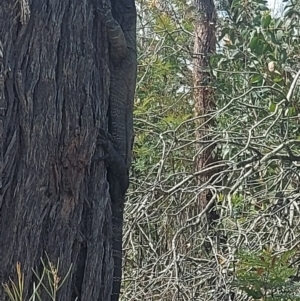 Varanus varius at Ben Boyd National Park - suppressed