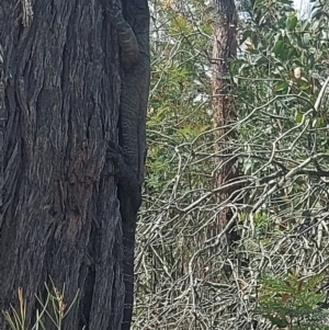 Varanus varius at Ben Boyd National Park - 7 Dec 2023