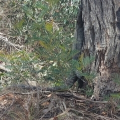 Varanus varius at Ben Boyd National Park - 7 Dec 2023