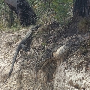 Varanus varius at Ben Boyd National Park - 7 Dec 2023