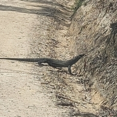 Varanus varius at Ben Boyd National Park - 7 Dec 2023