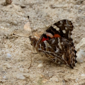 Vanessa kershawi at Moruya, NSW - suppressed