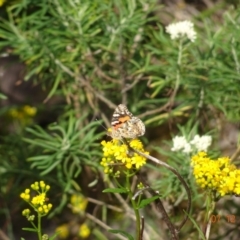 Unidentified Butterfly (Lepidoptera, Rhopalocera) at Ben Boyd National Park - 7 Dec 2023 by GirtsO