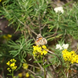 Vanessa kershawi at Beowa National Park - 7 Dec 2023 11:24 AM