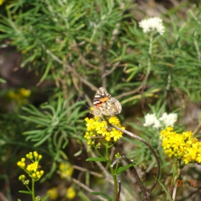 Vanessa kershawi (Australian Painted Lady) at Ben Boyd National Park - 7 Dec 2023 by GirtsO