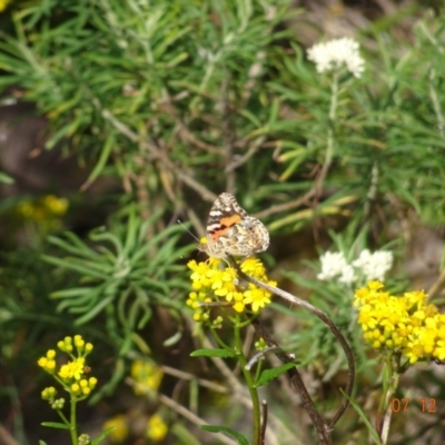 Unidentified Butterfly (Lepidoptera, Rhopalocera) at Ben Boyd National Park - 7 Dec 2023 by GirtsO