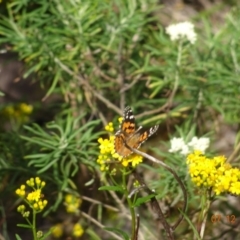 Vanessa kershawi at Beowa National Park - 7 Dec 2023 11:24 AM