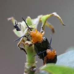 Lamprolina (genus) (Pittosporum leaf beetle) at Moruya, NSW - 8 Dec 2023 by LisaH