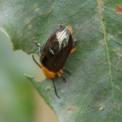 Lamprolina (genus) at Moruya, NSW - suppressed