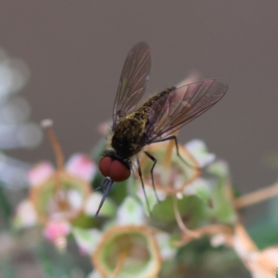 Unverified True fly (Diptera) by LisaH