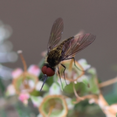 Unidentified True fly (Diptera) at Broulee Moruya Nature Observation Area - 8 Dec 2023 by LisaH