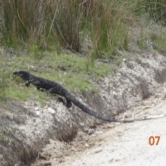 Varanus varius (Lace Monitor) at Ben Boyd National Park - 7 Dec 2023 by GirtsO