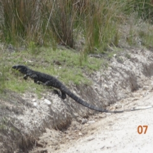 Varanus varius at Ben Boyd National Park - 7 Dec 2023