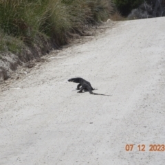 Varanus varius at Ben Boyd National Park - 7 Dec 2023